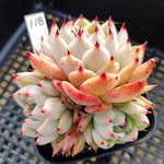 PRESALE Echeveria Chihuahuaensis, (Not so Random)