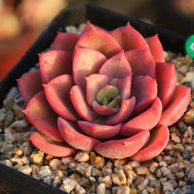 PRESALE Echeveria Noble, (Random)