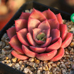 PRESALE Echeveria Noble, (Random)