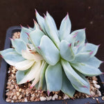 (RESERVED) Echeveria Chihuahuaensis, Variegata, Double