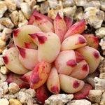 PRESALE Echeveria Honey Pink, Double