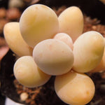 PRESALE Pachyphytum Beauty, (Random)