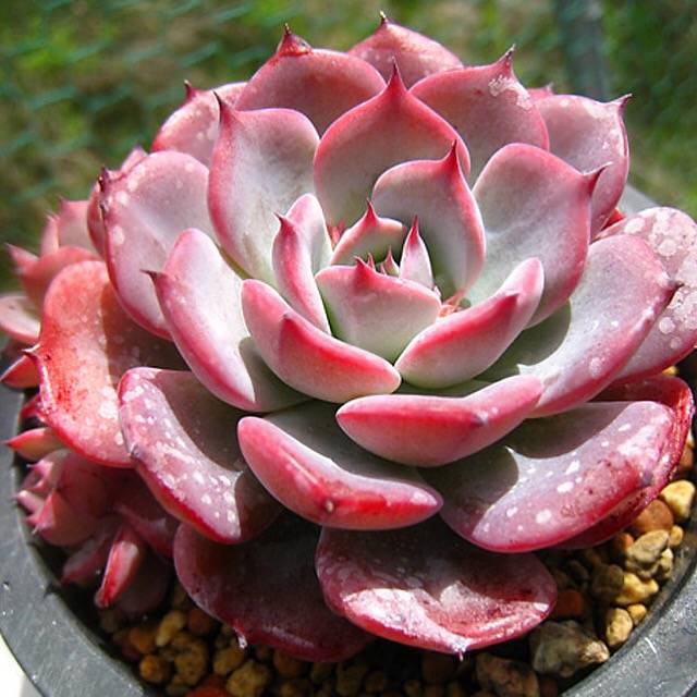 PRESALE Echeveria Laulensis, (Random)