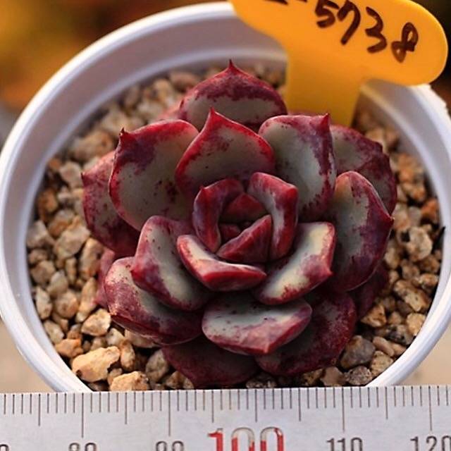 PRESALE Echeveria Love Fire x Lauii