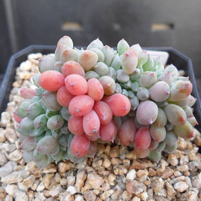 PRESALE  Echeveria Chrissy n Ryan, (Random)