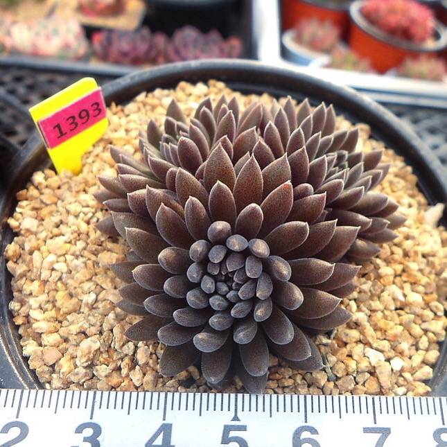 Sinocrassula Yunnanensis, Cluster, (Not so Random)