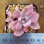 SALE! Graptoveria Gypsy, (Random)