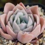 PRESALE Echeveria Jocelyn's Joy, (Random)