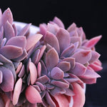 PRESALE Echeveria cv Huthspinke Cristata, (Random)