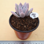 PRESALE  Echeveria Simonoasa, Non-Variegated, (Random)