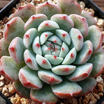 SPECIAL! JUST CART!! Echeveria Blue Hawk, (Not so Random)