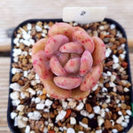 PRESALE Echeveria Ariel, (Random)