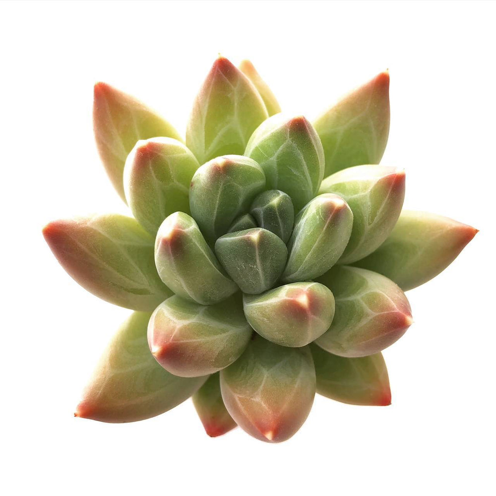 Pachyphytum Compactum Sp.