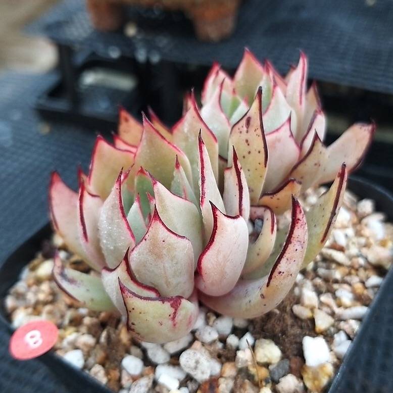 PRESALE Echeveria Strictiflora v Nova, (Not so Random