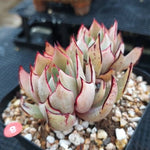 PRESALE Echeveria Strictiflora v Nova, (Not so Random)