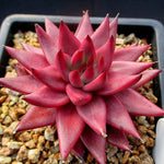 Echeveria Agavoides Amethyst, with Pup, (Not so Random)
