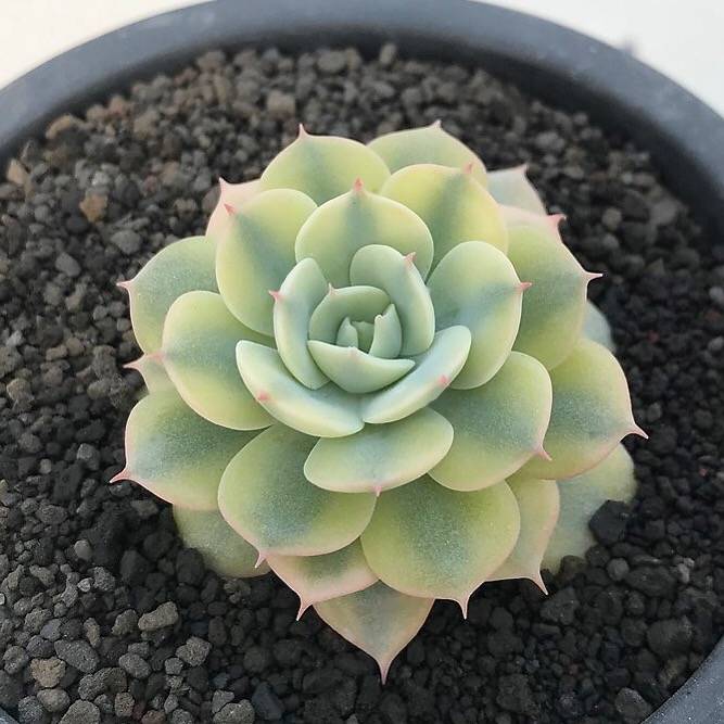 Echeveria Bluette, Variegata, (Not so Random)