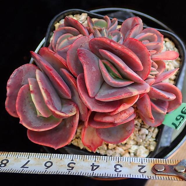 PRESALE Echeveria Suyon Cluster, (Random)