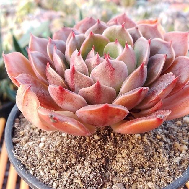 Echeveria Taurus, (Not so Random)