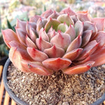 Echeveria Taurus, (Not so Random)