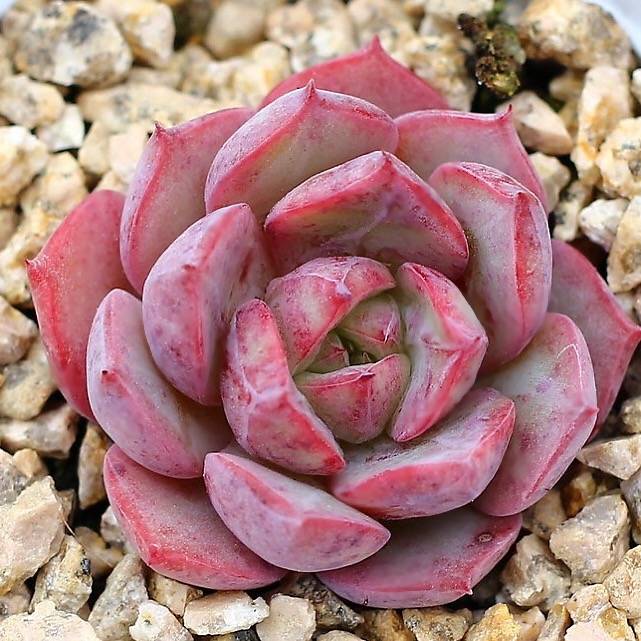 PRESALE Echeveria Love Fire x Lauii