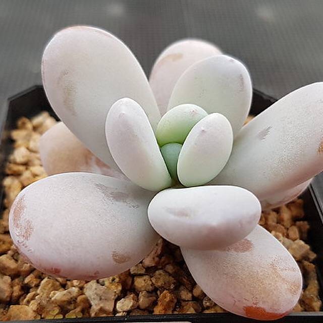 Echeveria Kecevana, (Random)