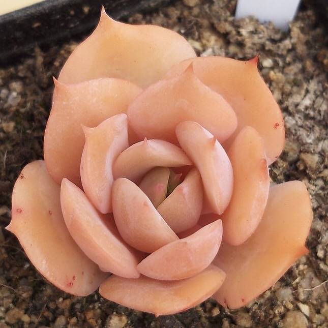 PRESALE Echeveria White Snow, (Random)