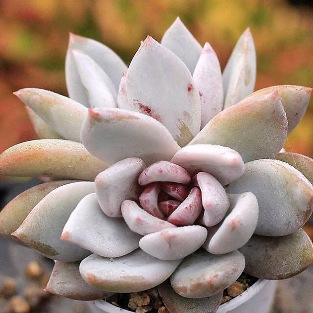 PRESALE Echeveria Trumso, Double