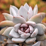 PRESALE Echeveria Trumso, Double