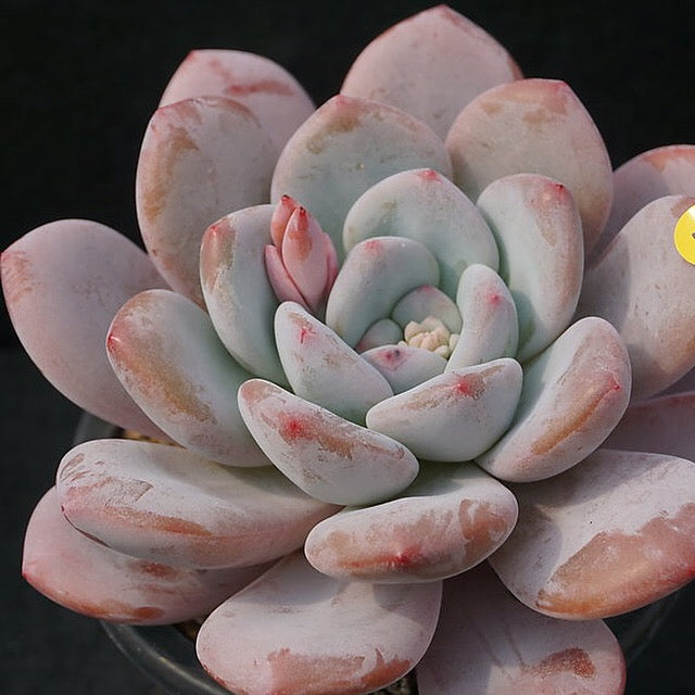 PRESALE Echeveria Peach Berry, (Random)