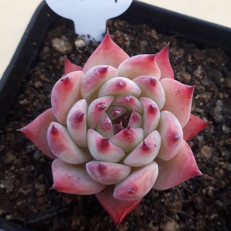 PRESALE Echeveria Chihuahuaensis cv, (Random)