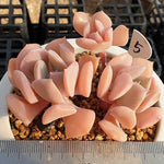 MOTHER'S DAY WEEKEND FLASH SALE! PRESALE Echeveria Exotic, (Random)