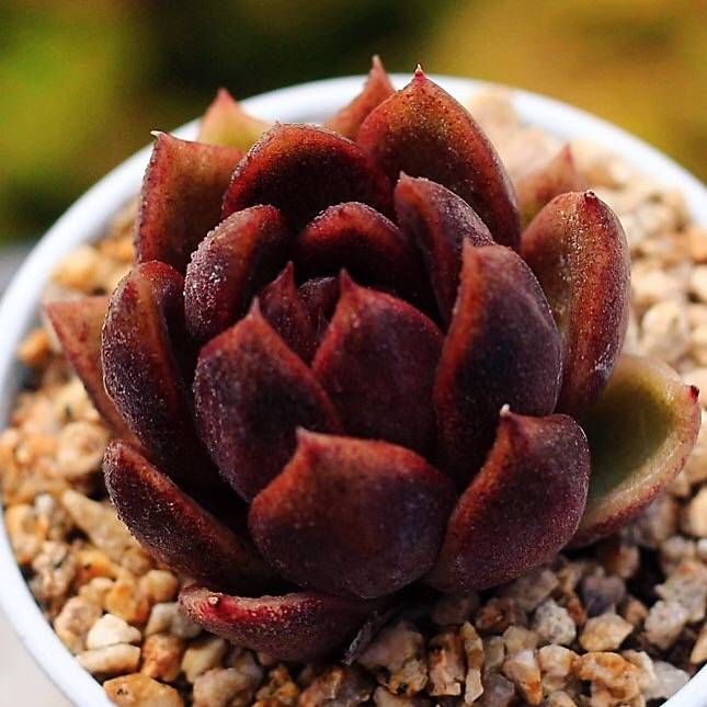 PRESALE Echeveria Black Queen Hybrid