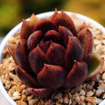 PRESALE Echeveria Black Queen Hybrid