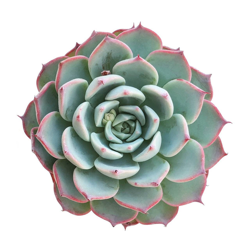 SALE! Echeveria Charmean