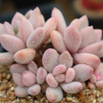 PRESALE Echeveria Sp. Cluster, (Random)