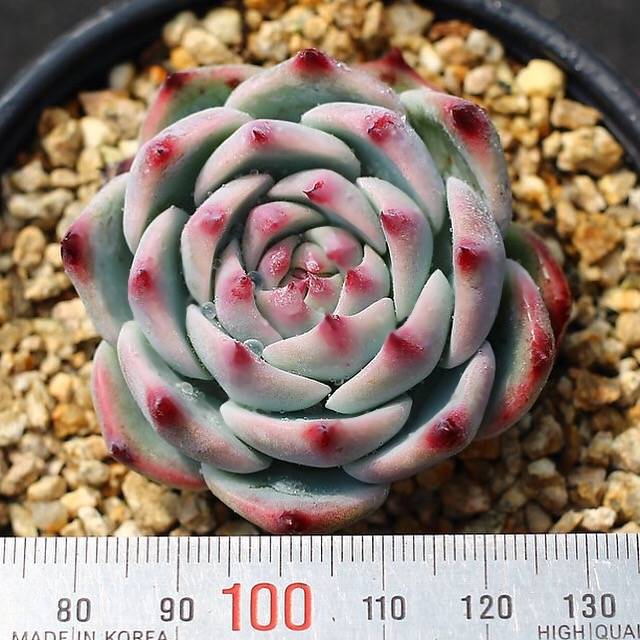 PRESALE Echeveria Momotarou