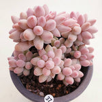 PRESALE Pachyphytum Machucae, (Random)