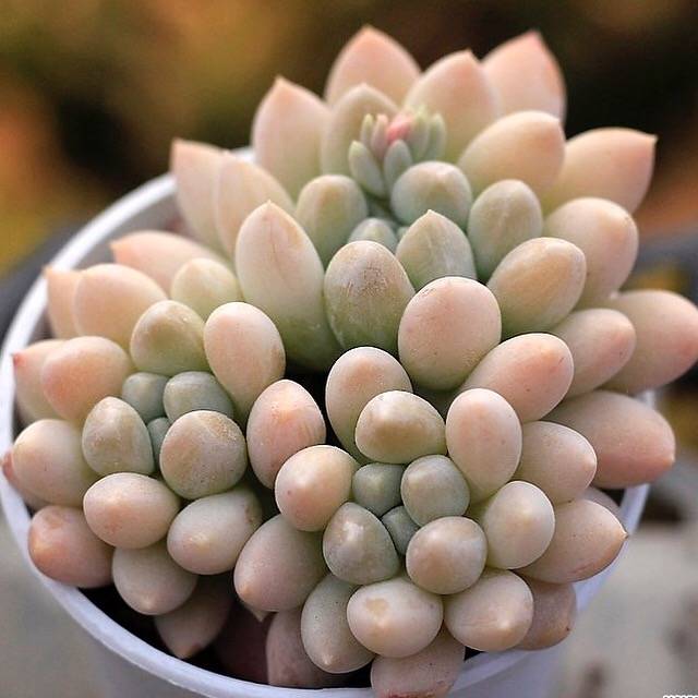 PRESALE Echeveria Al Robi