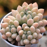 PRESALE Echeveria Al Robi