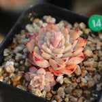 PRESALE  Echeveria Halbingeri, (Random)