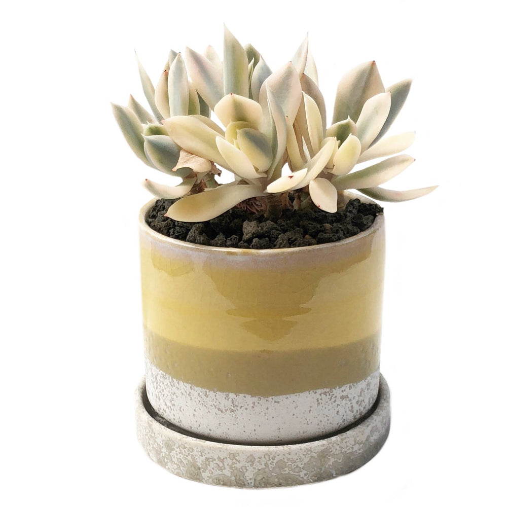 chive plant pots 3" Chive Minute Pot- Citrine – Cedar Creek Farmhouse