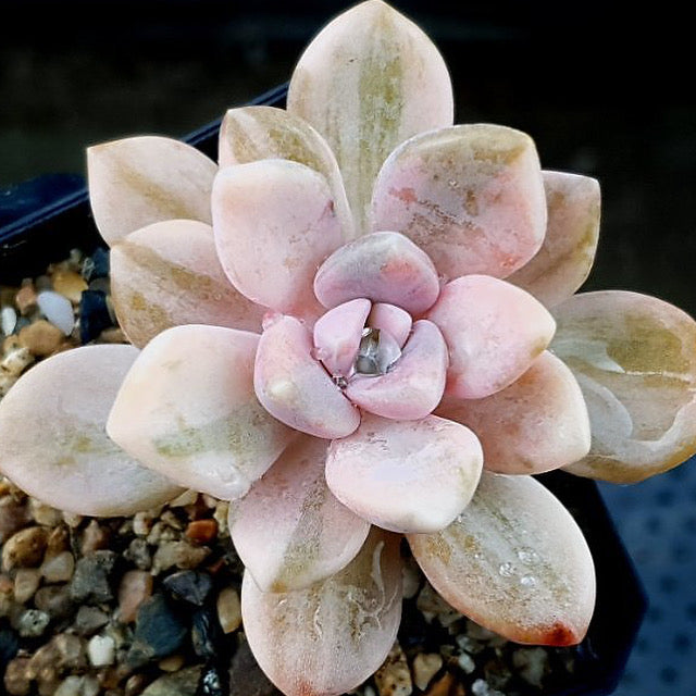 pachyveria succulent Pachyveria Pachyphytoides, Variegata – Cedar Creek Farmhouse
