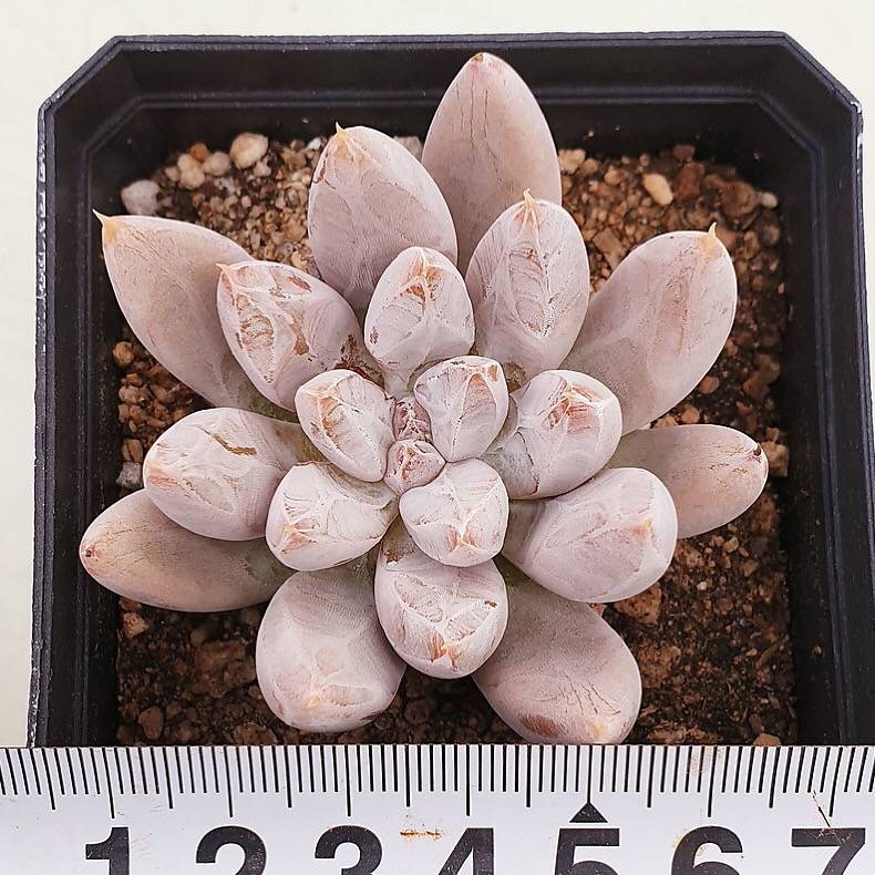 PRESALE Echeveria Tolimanensis, (Random)