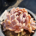 PRESALE Echeveria Shaviana Madre Del Sur, (Random)