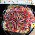 PRESALE Echeveria Suyon Cluster, (Random)