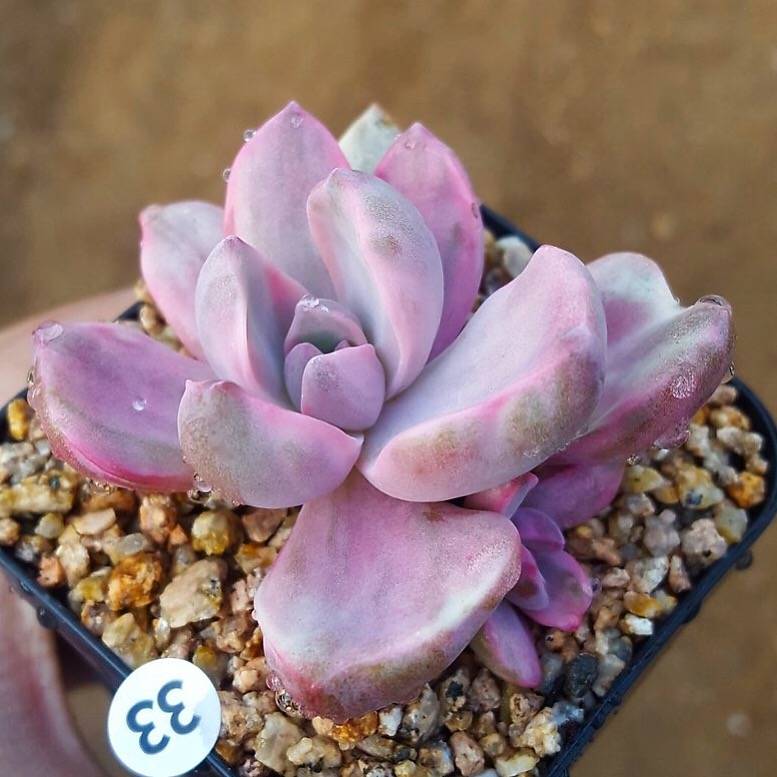 SALE! Graptoveria Gypsy, (Random)