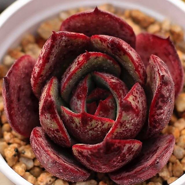 PRESALE Echeveria Firensis Sp.