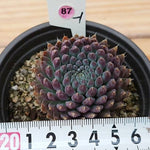 PRESALE Echeveria Sp, (Random)