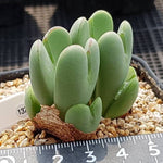 PRESALE Conophytum Bilobum, (Random)